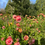Thumbnail: Dried Strawflower