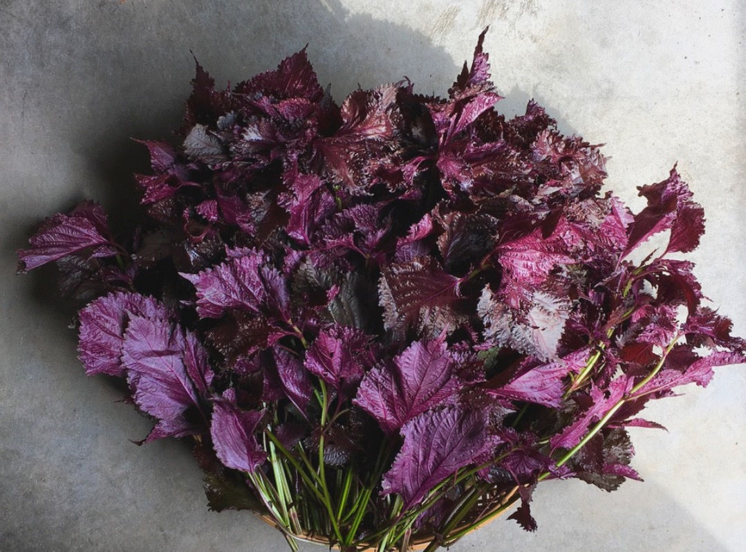 本物の有機ちりめん赤しそ1kg