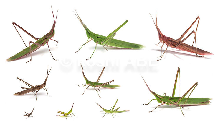 色彩豊富なショウリョウバッタ 色彩豊富なショウリョウバッタ