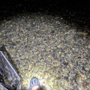 川調査に行ってきました!