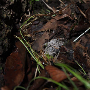 ここで見れるか?ムササビ観察!~陸にいたハリセンボン!?~