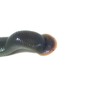クガビルの同定をしよう〈苦闘〉