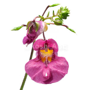 ツリフネソウはワクワクが盛り沢山