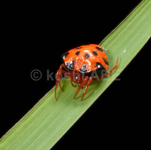 ツシマトリノフンダマシだぁ！