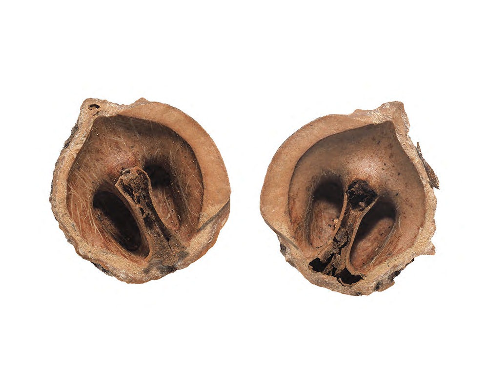 ホンドリスの食痕（オニグルミ）　１セット