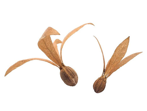 ツクバネの実 5個 | 森のフィールド学舎 モリマナ埼玉博物誌