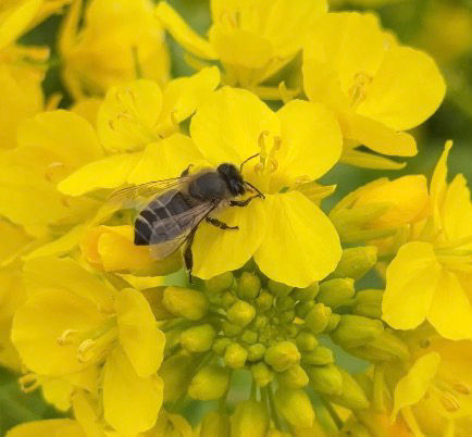 ニホンミツバチ(Apis cerana japonica)