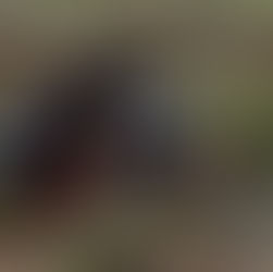 エコツアー・トウキョウサンショウウオ観察会の下見！