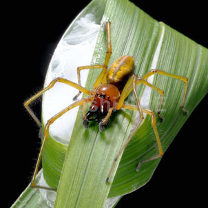 草原で見つかる「ちまき」のなぞ!?