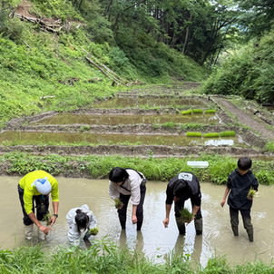 アオジシ谷田植えツアー2026