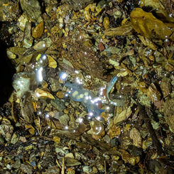 幻のヒガシヒダサンショウウオ フルコース