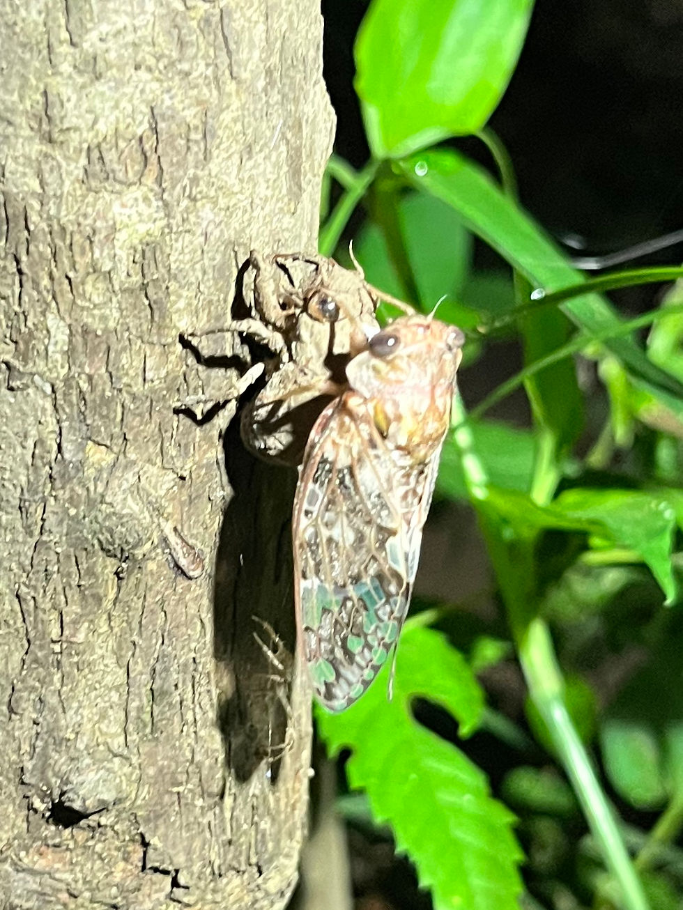 ニイニイゼミ (Platypleura kaempferi )