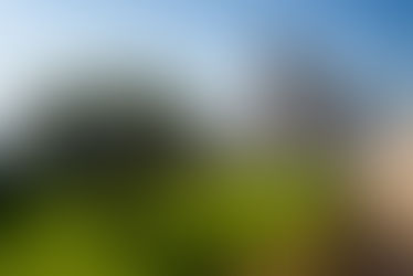 Oliventre ved basilikaen San Francesco i Assisi