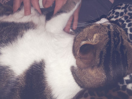 Naturopathie : Mes indispensables pour les animaux & les humains