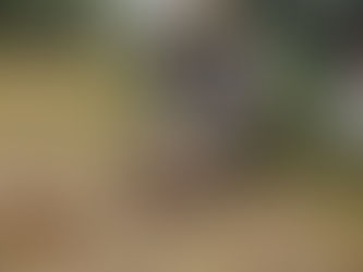 Patouille & l'élixir floral