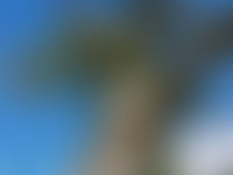 Naturopathie animale : Comment prévenir et prendre soin ?