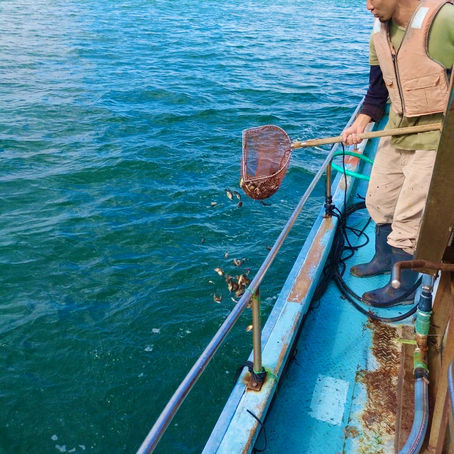 2024.10 稚魚放流