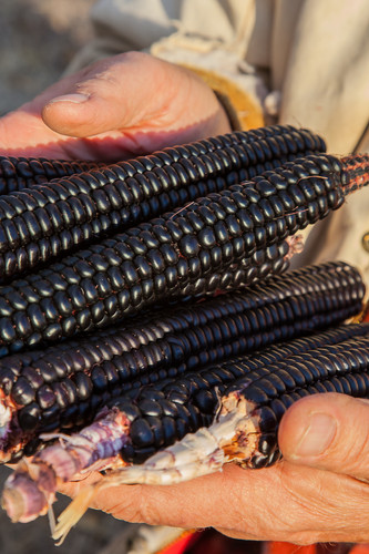 Montana Morado Maize 2025 Seed - 1.4 oz (approx. 135 kernels