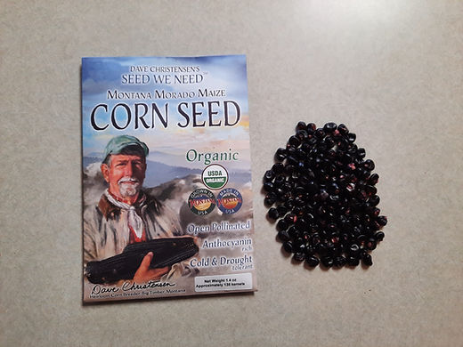 Montana Morado Maize 2025 Seed - 1.4 oz (approx. 135 kernels