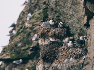 The kittiwake bird nesting in a group cliffside