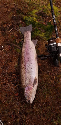 5lb Rainbow trout