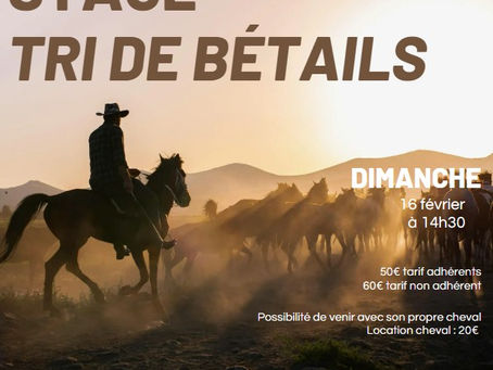 Equitation Western tri de bétails