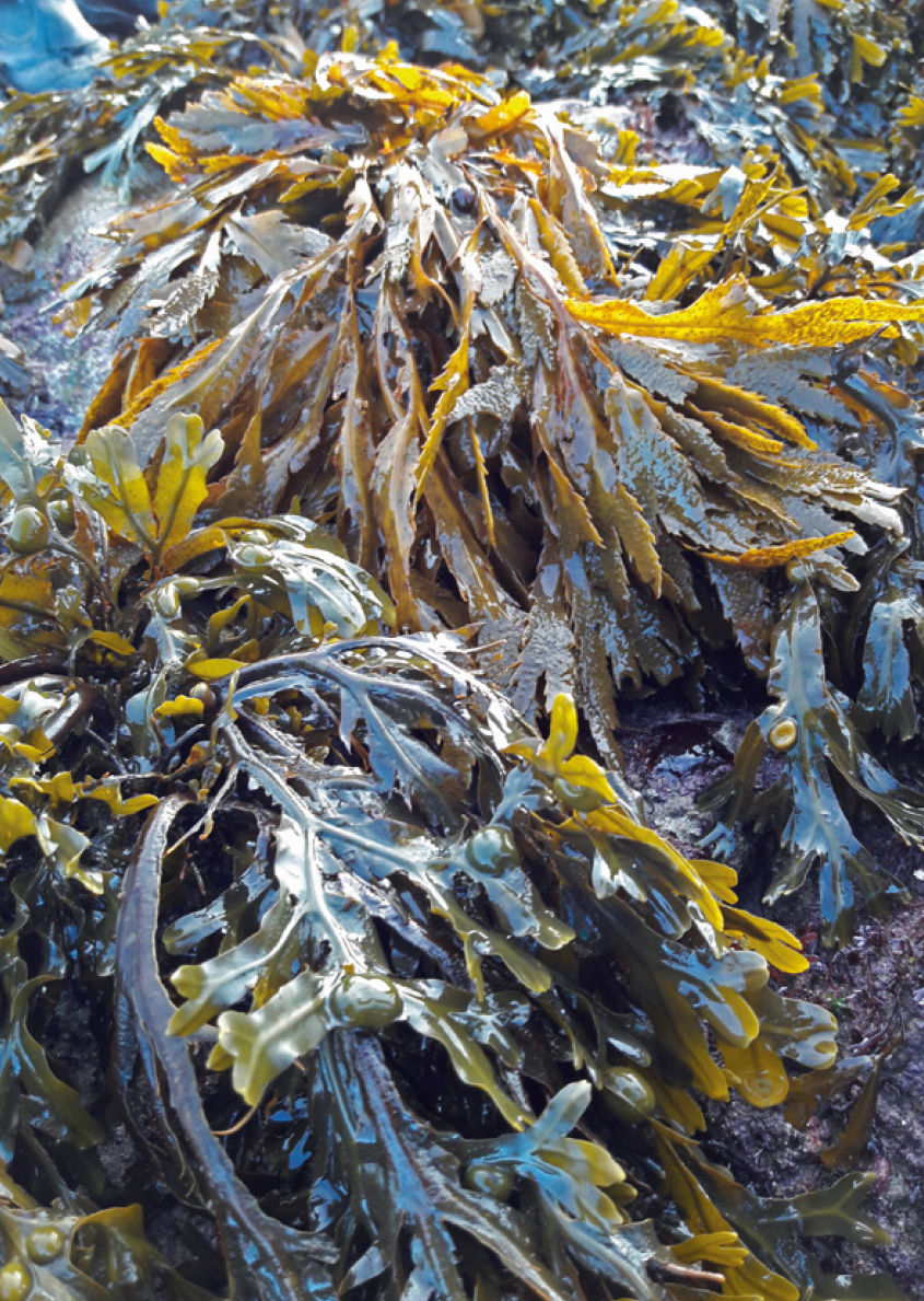 Seaweed Iodine+ Capsules 60