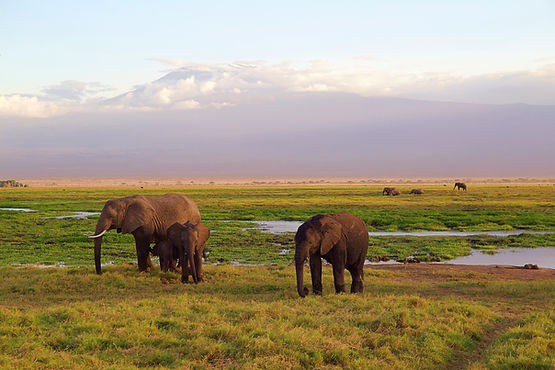 elephants-4275741.jpg