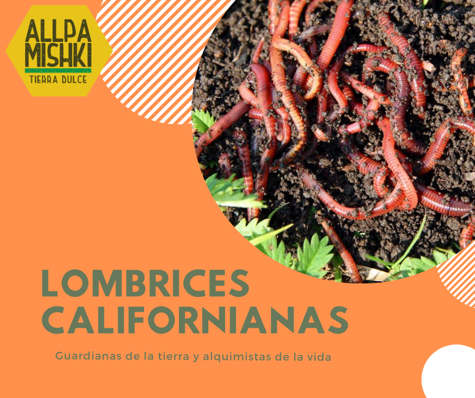 Lombrices californianas