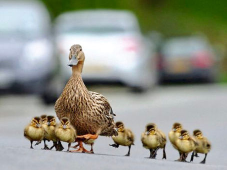 A Mother's Day