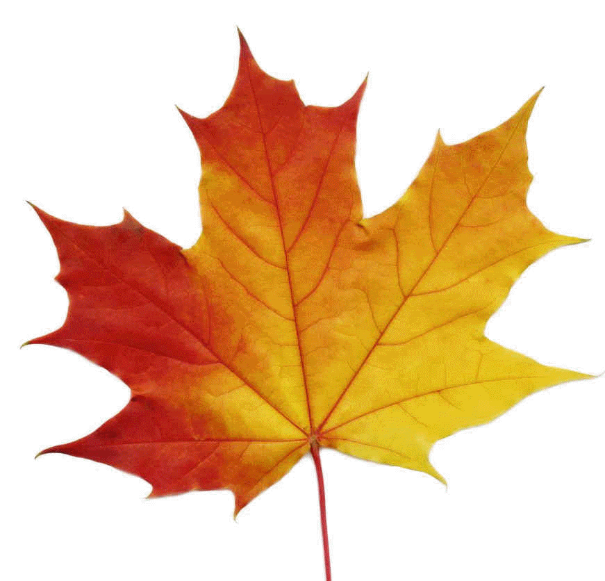 Maple Leaf.gif