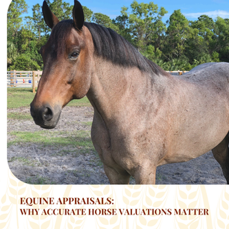 Equine Appraisals: Why Accurate Horse Valuations Matter