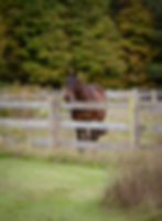 Bay horse standing behind a wooden fence in a grassy field, surrounded by lush green trees in the background. Calm and serene setting. Photo by Doswell Creative