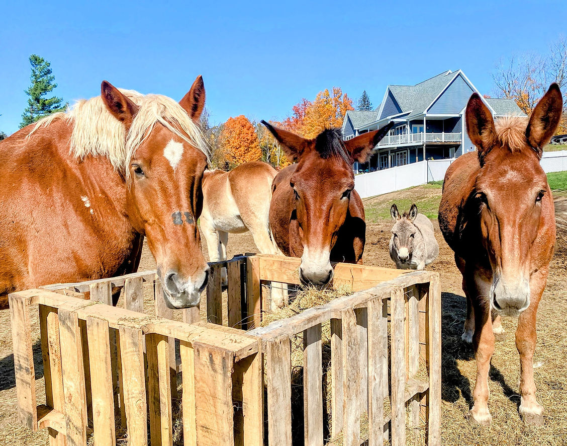 A horse, mules. and donkey standing around and eating hay. | Paisley's Place and the home of the Unadoptables is an equine rescue in NH.