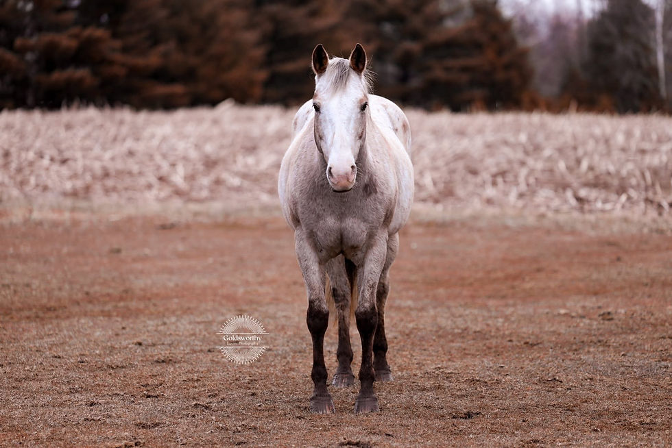 a horse standing on a barren field, gazing forward, with blurred brown trees in the background. Logo text reads “Goldsworthy Equine Photography.”