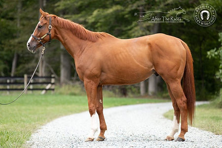 Pleiadian – “P-Money”