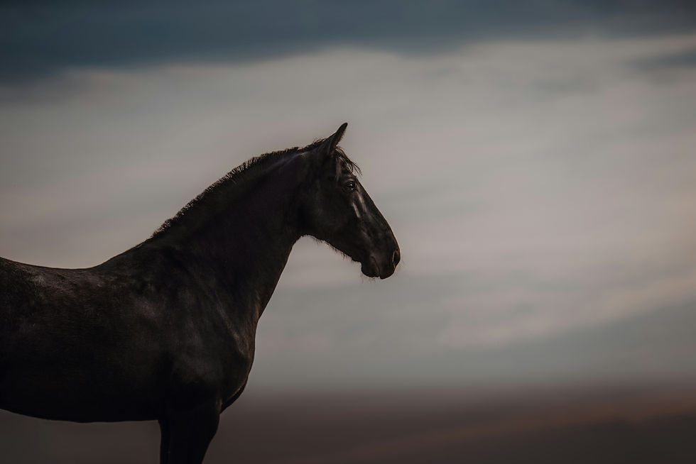 Black horse in profile against a cloudy dusk sky, standing still and calm.