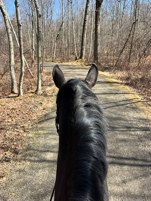 Horse's head on a path through the woods, sunny day, trees, Alison Famiglietti Dressage