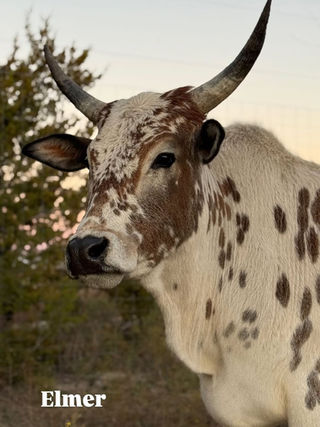 Elmer