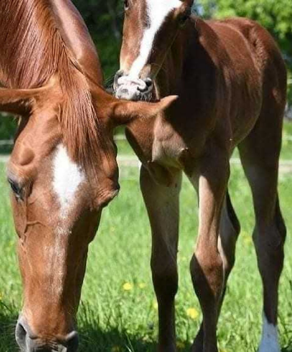 A foal nuzzles a mare in a sunny grassy field, both with chestnut coats and white markings. The scene feels serene and tender.