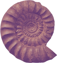 39-392960_ammonite-fossil-png-fossil-png