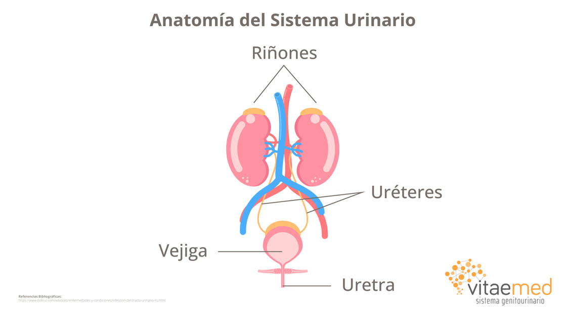 Anatomía del sistema urinario