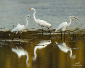 Three Great Egrets gather in shallow water