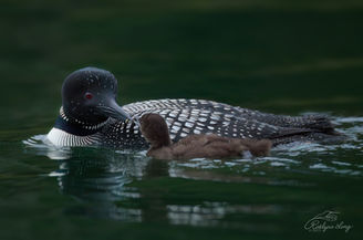 A Common Loon feeds its young at dusk