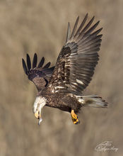 A Bald Eagle flies close with a fish in its mouth.