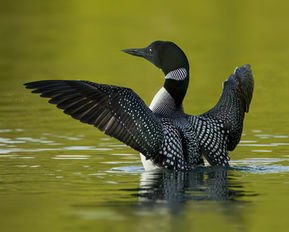 Common Loon flapping its wings