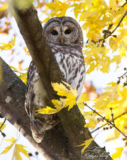 Barred Owl with yellow Fall leaves