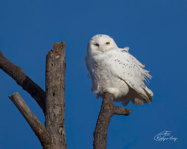 A snowy owl looking intently at the camera