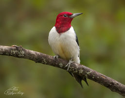 Red-headed Woodpecker