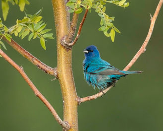 A bright blue Indigo Bunting